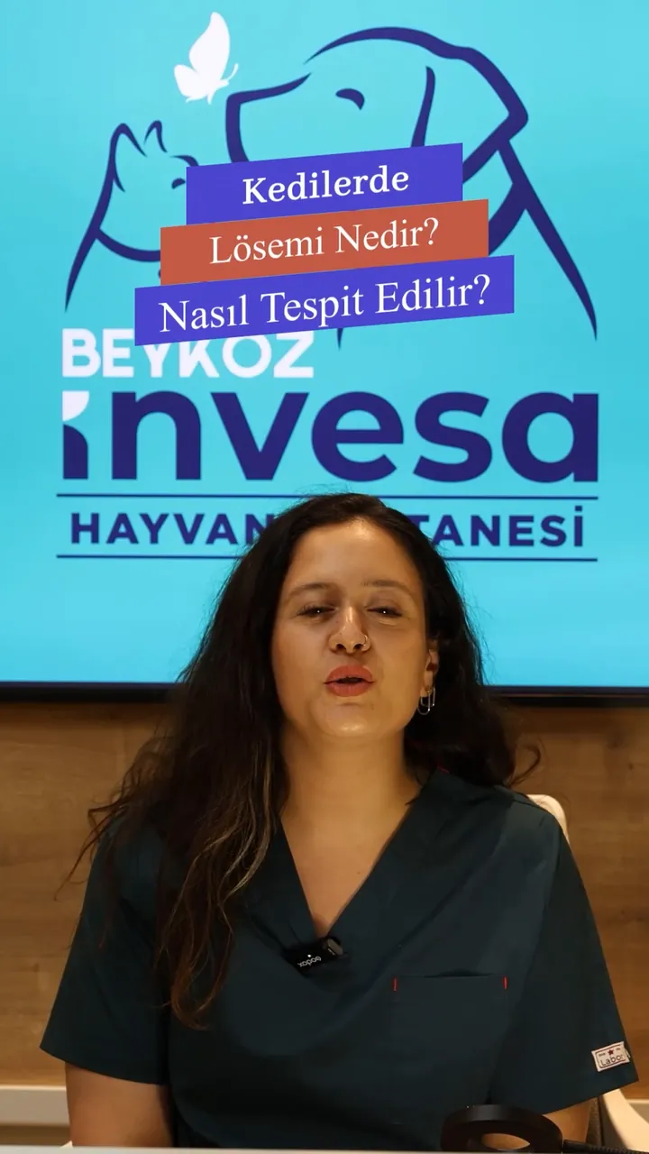 Invesa videosundan kare: “Kedilerde Lösemi Nedir? Nasıl Tespit Edilir?” başlığı